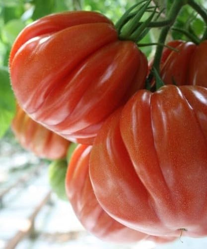 POMODORO CUORE DI BUE ALBENGA GIGANTE 50 semi- semi freschi