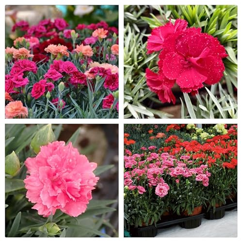 Semi di Garofano Rifiorente di Nizza, Miscuglio di Colori, Diamanthus Caryophyllus, 150 Semi per Vaso, Fioriere, Giardino, Aiuole, Bordature