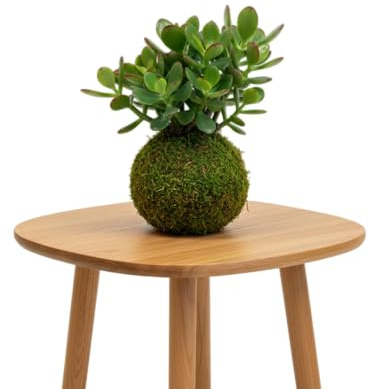 Kokedama Árbol de Jade DECOALIVE Planta Natural Viva