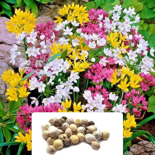 30 Allium Mixed Bulbs - Vibrant Spring Flowers - Hardy Perennials for UK Climate & Gardens - Easy to Grow and Maintain - Bright, Colourful Blooms