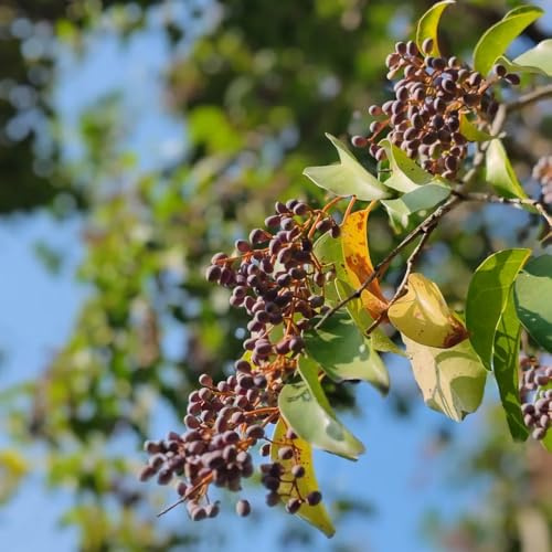 semillas de aligustre - cubierta perenne resistente raras jardín 200pcs