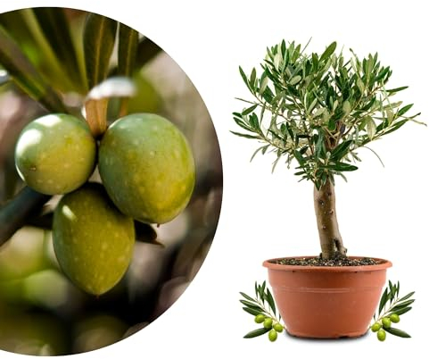 Meine Orangerie Olivenbaum Bonsai - echtes Olivenbäumchen - Olea Europaea - Olive Tree - altes Olivenstämmchen in der Schale - Bonsai Olive mit kurzem Stamm (Schale Ø 20 cm)