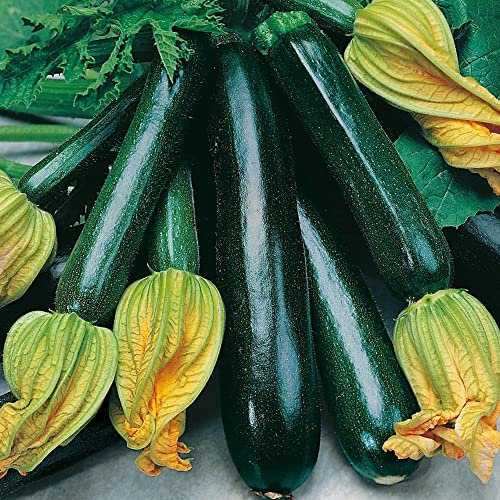 Courgette Black Beauty Seeds – Fresh, Glossy and Tasty Fruit – for Your Kitchen Garden