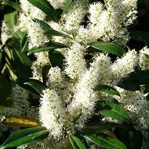 Laurier-palme (Prunus laurocerasus) 1L - Belles feuilles denses et brillantes