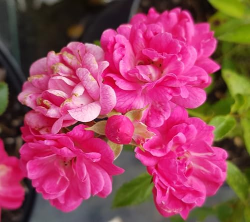 Rosa FAIRY DARK® 'V19' / Rosier Couvre-sol/Conteneur de 3 à 4 litres