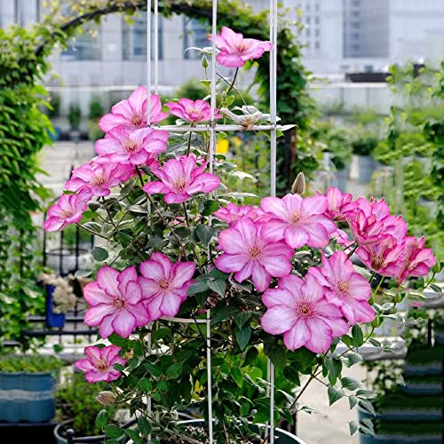 bulbos resistentes de clemátide - jardín perennes exterior exóticas 2pcs