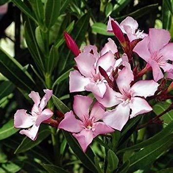 seedsown Semillas de adelfa (Nerium Oleander Bush) + 50 Semillas