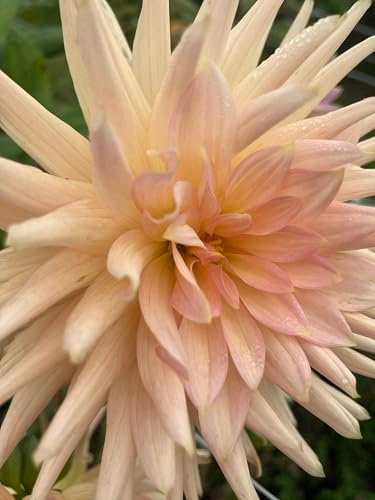 Dahlia 'Henriette' semi-Cactus Flowered - 5 tubers -