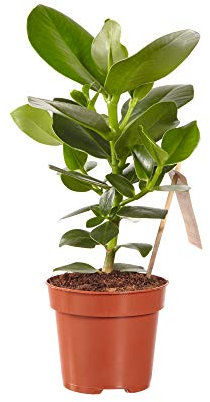 Clusia Princess | Bálsamo manzana | Planta interior | Altura 35 cm | Maceta 12 cm | Fácil mantenimiento