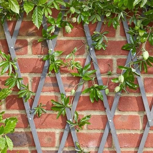 Garden Mile Grey Wooden Trellis Heavy Duty Wooden Trellis for Climbing Plants Support Panel for Flowers Decorative Garden Wall Trellis Fence Panels 180 x 30 cm