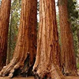 Grani di séquoia gigante (Sequoiadendron giganteum) 15 + Semi (60+)