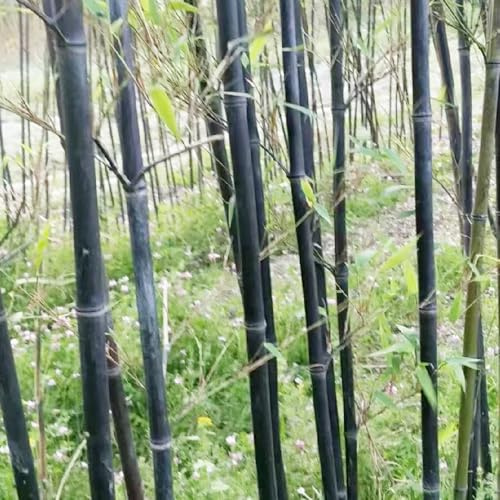 semillas de bambú resistente - planta jardín de rocas semillas árboles perennes bambú gigante balcón 125pcs