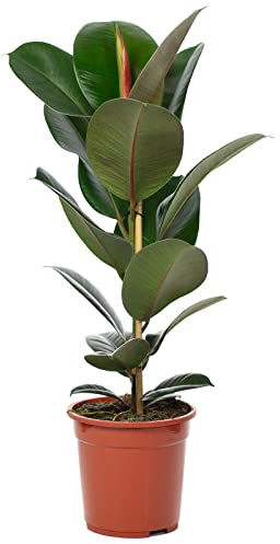 Gummibaum - pflegeleichte Zimmerpflanze, Ficus elastica 'Robusta' - Höhe ca. 70 cm, Topf-Ø 21 cm