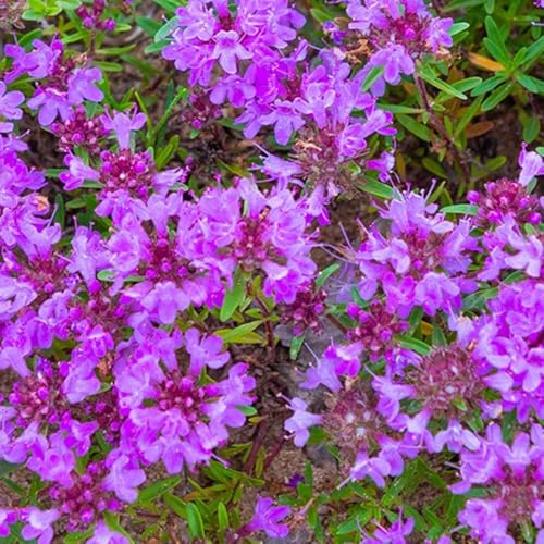 semillas resistentes de tomillo rastrero - decoración balcón jardín exterior perennes 100pcs