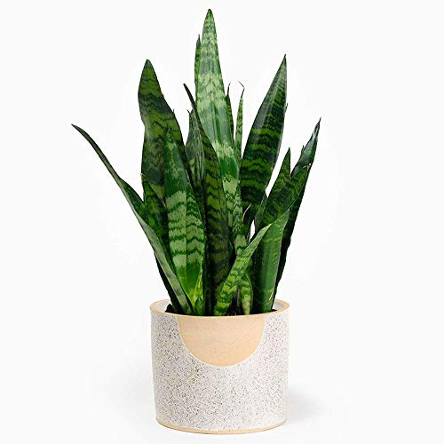 Sansevieria Black Coral | Langue de Belle-mère de 30 à 40 cm en pot | Plante d’intérieur à Vendre
