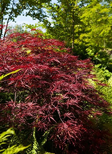 Acer palmatum 'Red Pygmy' 80–100 cm – Winterhart & Mehrjährig & Pflegeleicht – Japanischer Ahorn – Ziergehölz für Kübel & Garten