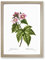 Blooming Raspberry Bush By Pierre Joseph Redoute Vintage Framed Wall Art Print, Ready to Hang Picture for Living Room Bedroom Home Office Décor, Oak A2 (64 x 46 cm)
