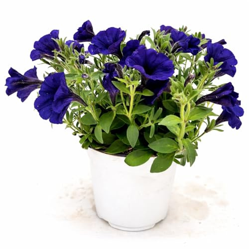 POWERS TO FLOWERS - PETUNIA, POTUNIA, SURFINIA COMPATTA BLU - 2 PIANTE VASO 14CM DIAMETRO, piante vere