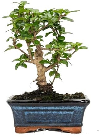 Bonsái Carmona Microphylla Natural Árbol de Fácil Cuidado