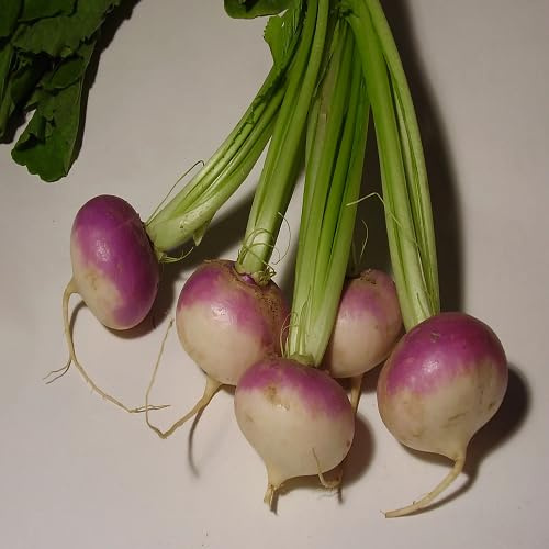 100 piezas de semillas de remolacha rosa