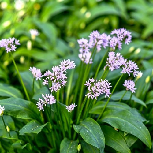 ajo silvestre jardín invierno semillas silvestres 450pcs