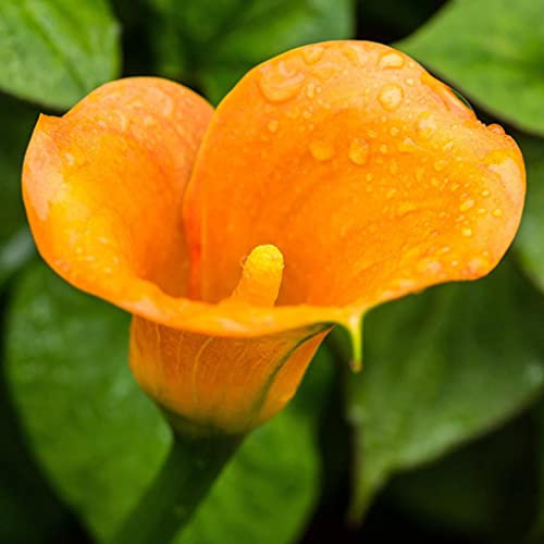 Riesige weiße Calla-Zwiebeln, wie eine seltene und kostbare Pflanze, der mehrjährige Blumenduft ist rein und lieblich – 2,3 Zwiebeln