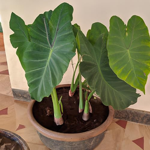 Silver Leaf Dwarf Elephant Ear Colocasia Fallax Seeds - 4 Seeds for Tropical Houseplant