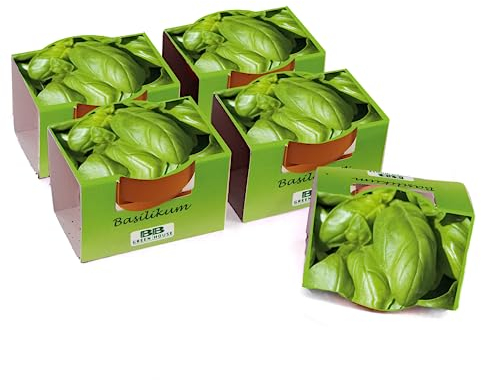 Bull & Bear 5er Set Mini Pflanzset mit Basilikum Samen im Topf 4,5cm, Basilikumsamen als Anzuchtset mit Pflegeanleitung