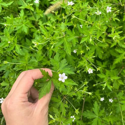 semi di geranio, giardino sul balcone roccioso, esotiche tappezzante resistente varietà 300pcs