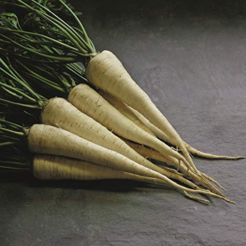 Parsley Hamburg arat 1 Packet by Thompson and Morgan