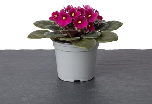 DECOALIVE Saintpaulia Ionantha Violeta de África 12cm Altura 20 cm Planta Compacta de Interior
