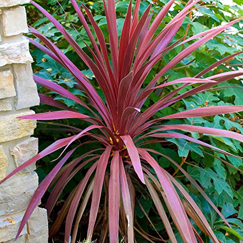 GardenersDream Cordyline Australis Red Star Plant - Colourful Evergreen Outdoor Plant - Herbaceous Cabbage Palm Tree - Ornamental Hardy Shrub for Gardens, Patios, Borders (15-30cm incl. 9cm Pot)
