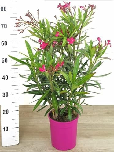 POWERS TO FLOWERS - OLEANDRO ROSA INTENSO, vaso 19cm DIAMETRO, pianta vera