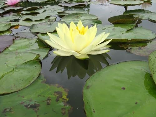 Ninfea Yellow Sensation pianta viva a radice nuda – Fiore acquatico giallo intenso – Per laghetti, stagni, fontane – Ninfea rustica resistente, crescita vigorosa, spedizione veloce