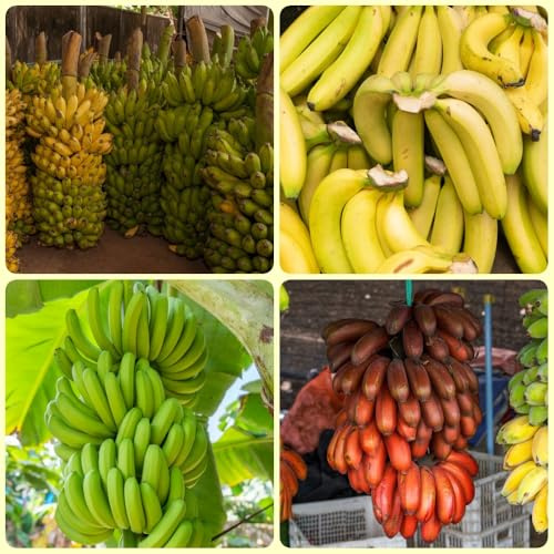 Bananensamen, Bananenbaum, für sonnige plätze bio säulenobstbäume gartenpflanzen winterhart 300pcs