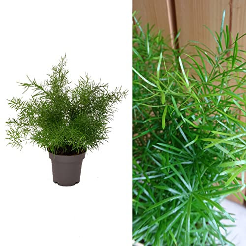 Asparagus densiflorus 'Sprengeri' House Plant in a 12cm Pot - Asparagus Fern Plant