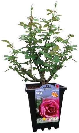 Rosal Arbustivo Rosa Planta Natural que Transforma tu Espacio Exterior