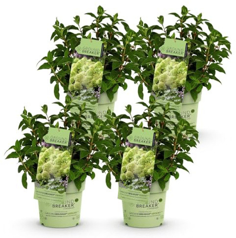 Hortensia Paniculada Groundbreaker Greeny para Jardín, Crema, Pack de 4