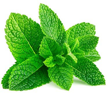 300 graines de MENTHE Verte - Mentha Viridis - Herbes aromatiques