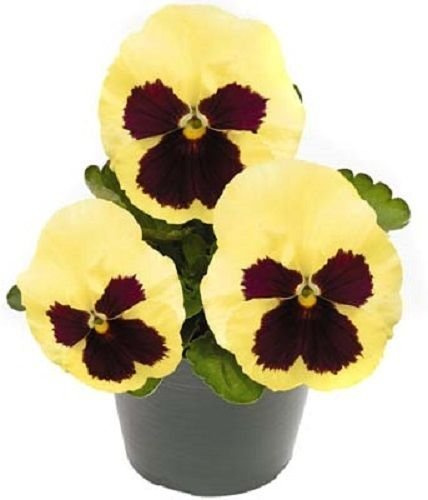 50 Semi - Semi Viola del pensiero Inspire Limone Blotch Primavera