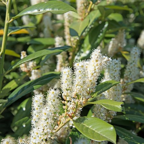 comprar semillas de laurel cerezo, interior exóticas de orgánicas resistentes 50pcs