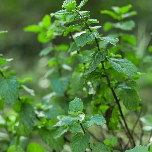 Semi di menta piperita, menta verde, semi di da cucina rare semi di balcone del giardino tappezzante 1500pcs
