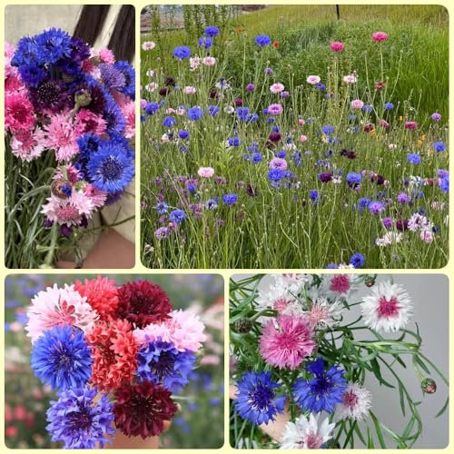 Kornblumen Samen wildblumensamen, gartenpflanzen kornblumensamen, Centaurea cyanus geschenke für gartenliebhaber garten samen, pflanzen samen pflanzen geschenk nachhaltige geschenke 600pcs
