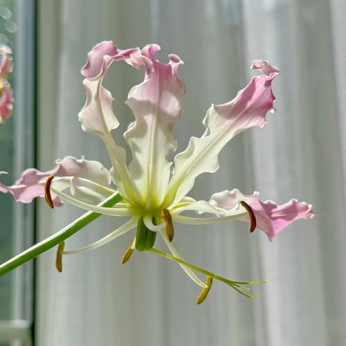 8bulbos de lirio de llama decorativas, reales de lirio antorcha, jardín, mini de jardín
