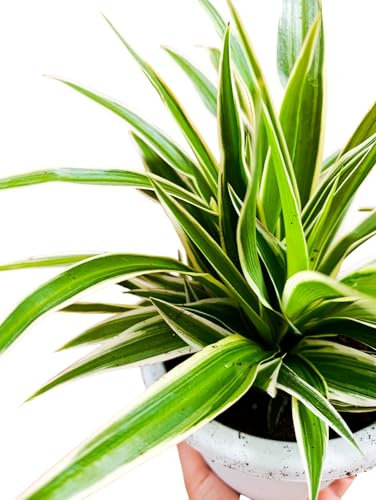 Chlorophytum comosum clorofito pianta pendente fiori da interno falangio