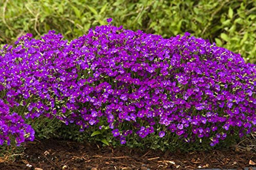 Ultrey Seed House - Scented Carpet Phlox Seeds Ground Cover Creeping Thyme Perennial Flowers Perennial Border Stone herb Flower Seeds Hardy Perennial