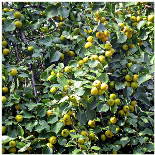 25 Wild Pear Trees/Pyrus Communis 40-60cm Tall Strong Plants 3fatpigs®