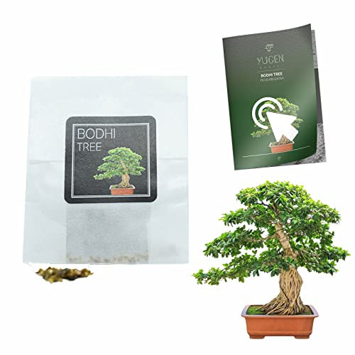 30 Bodhi Tree/Sacred Fig Bonsai Seeds | Ficus Religiosa | Growing Guide | Grow Your Own Bonsai Tree | Bonsai Beginners and Enthusiasts