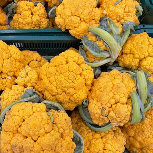 coliflor - Brassica oleracea - verdes orgánicas exóticas semillas de coliflor balcón invernadero Cultivo de trepadoras resistentes en macetas semillas hortalizas 130semillas