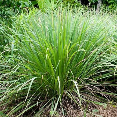 Semillas de Plantas de Citronela Cymbopogon Citratus Fáciles de Cultivar
